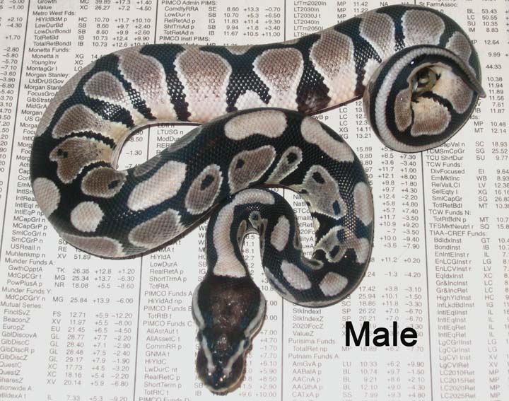 VPI Ax Male