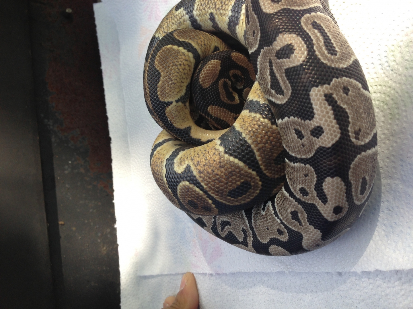 Vpi Axanthic het Pied Pie Bald