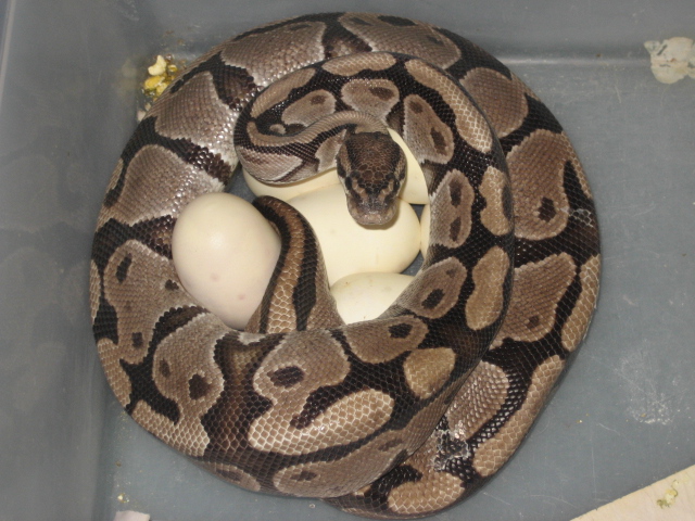 vpi axanthic x wc axanthic