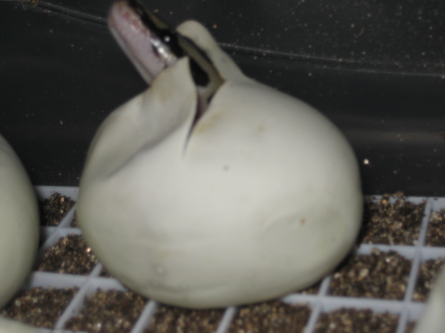 vpi axanthic x wc axanthic