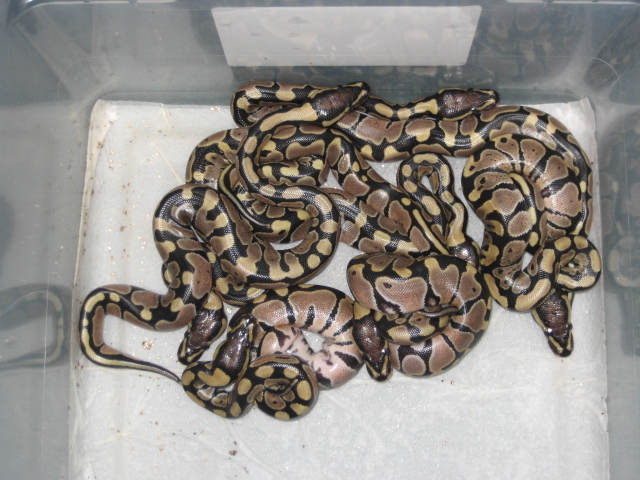 vpi axanthic x wc axanthic
