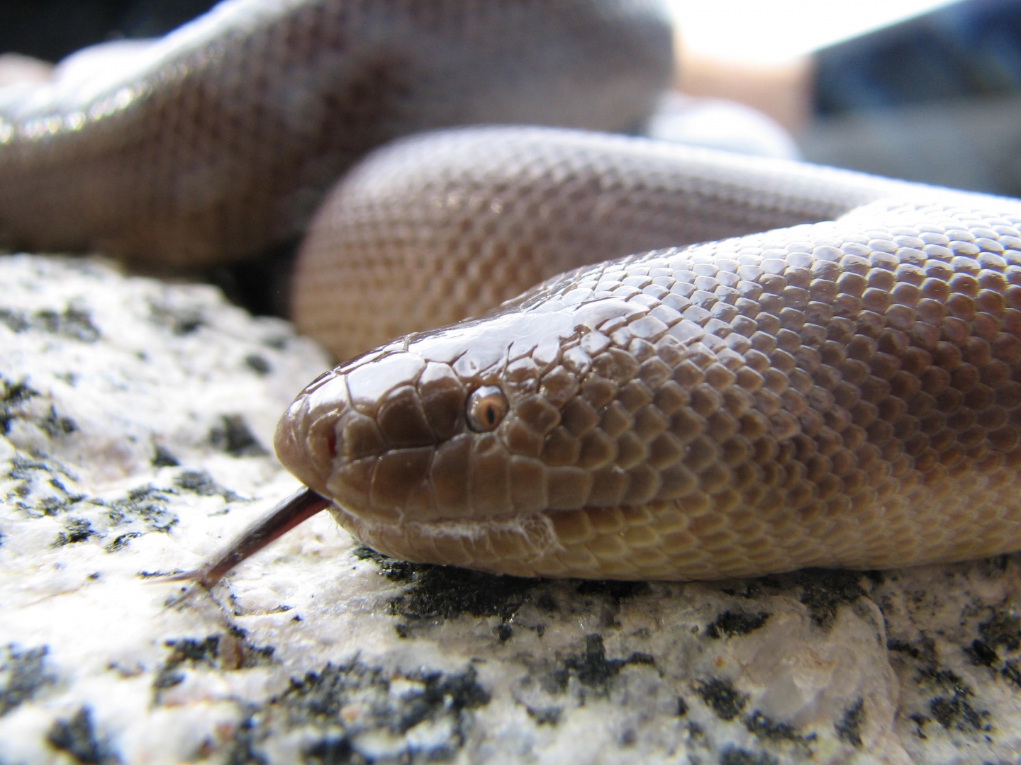 WA Charina female