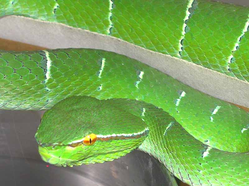 Wagler's Viper