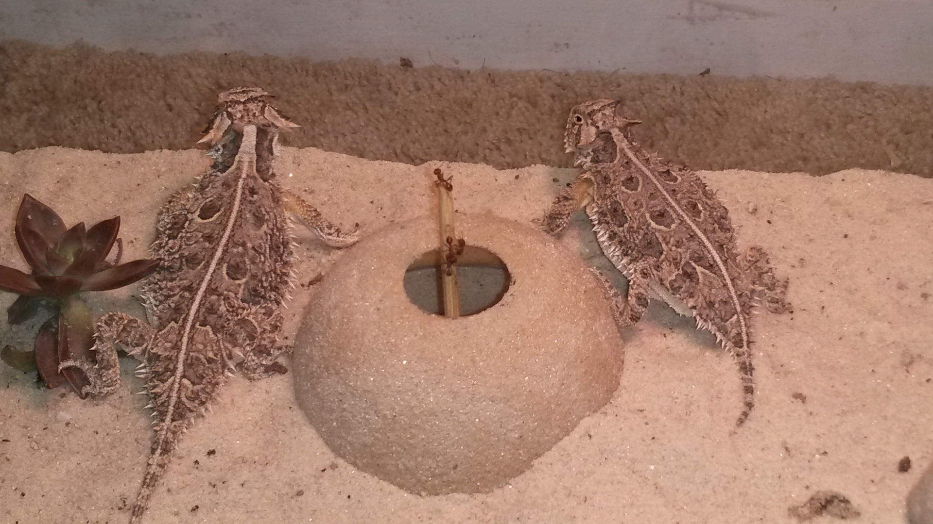 Waiting patiently for the ants to crawl up