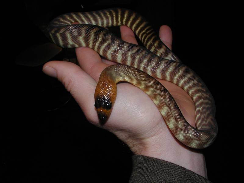 Wally the Woma