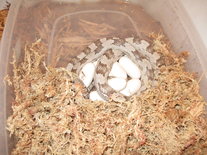 Wanda laid her eggs