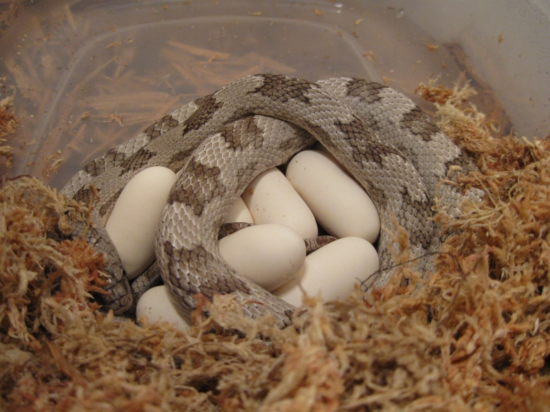 Wanda laid her eggs