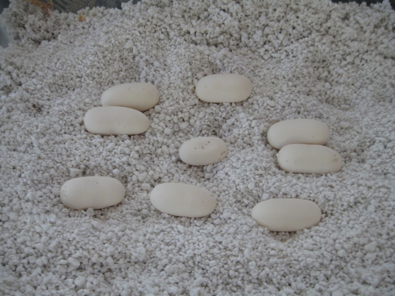 Wanda laid her eggs