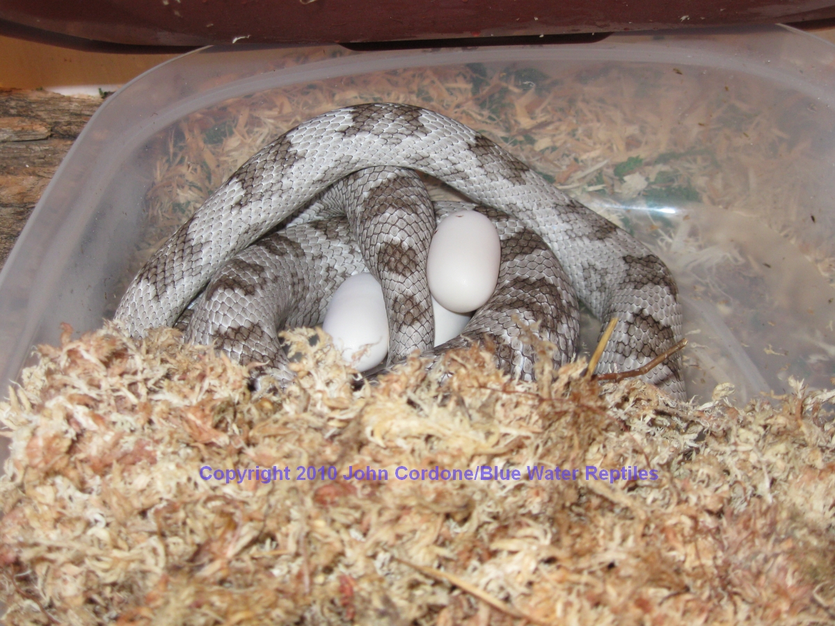 Wanda lays 15 eggs today
