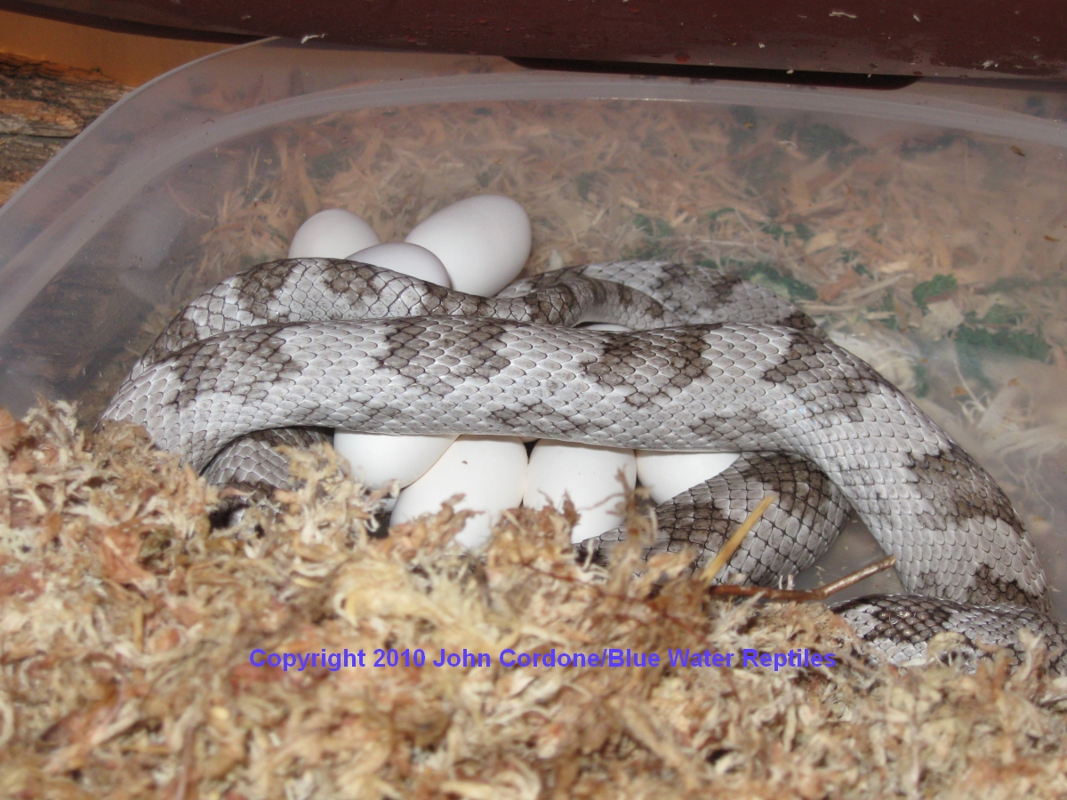 Wanda lays 15 eggs today