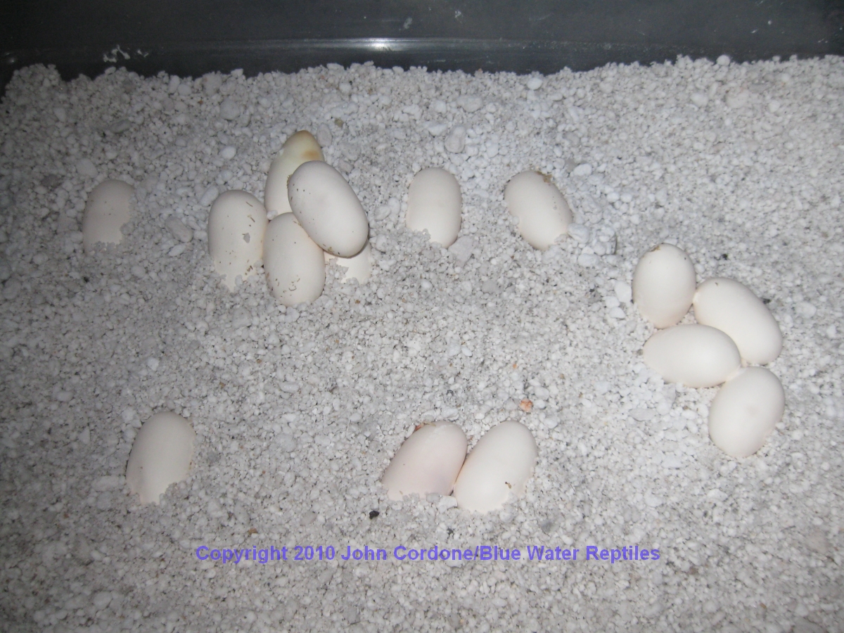 Wanda lays 15 eggs today