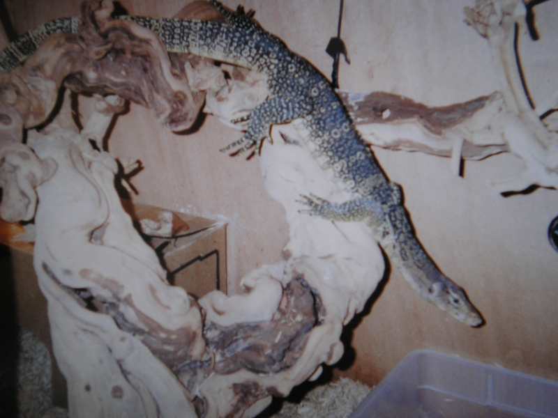 water monitor ready to in the water