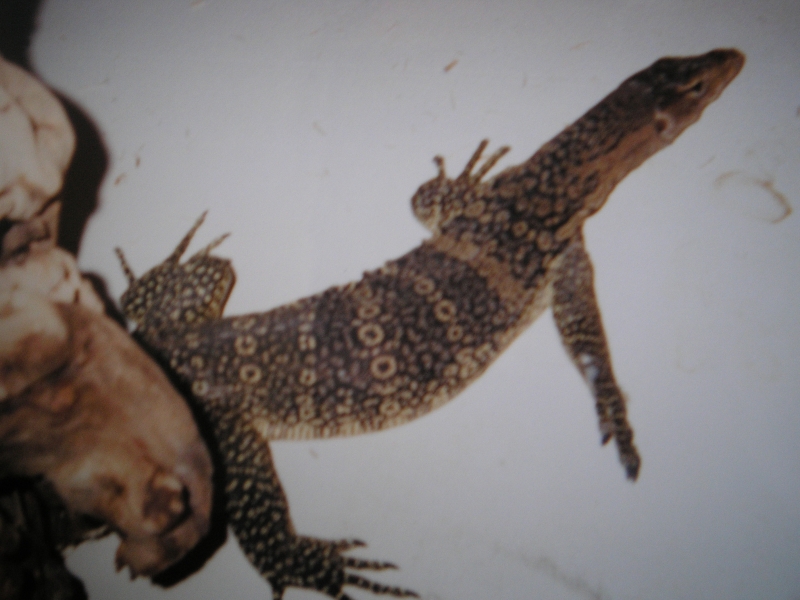 water monitor
