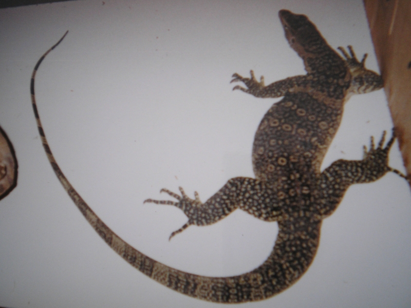 water monitor
