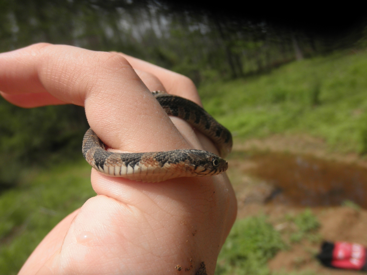 Water Snake