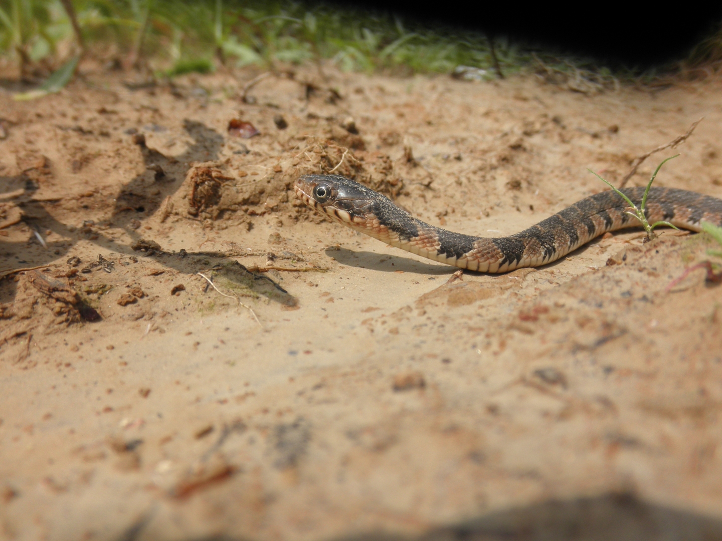 Water Snake