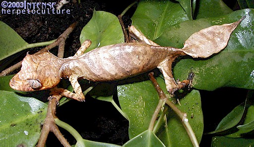 WC female Uroplatus phantasticus