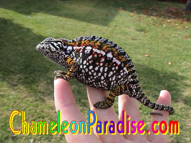 WC Gravid Carpet
