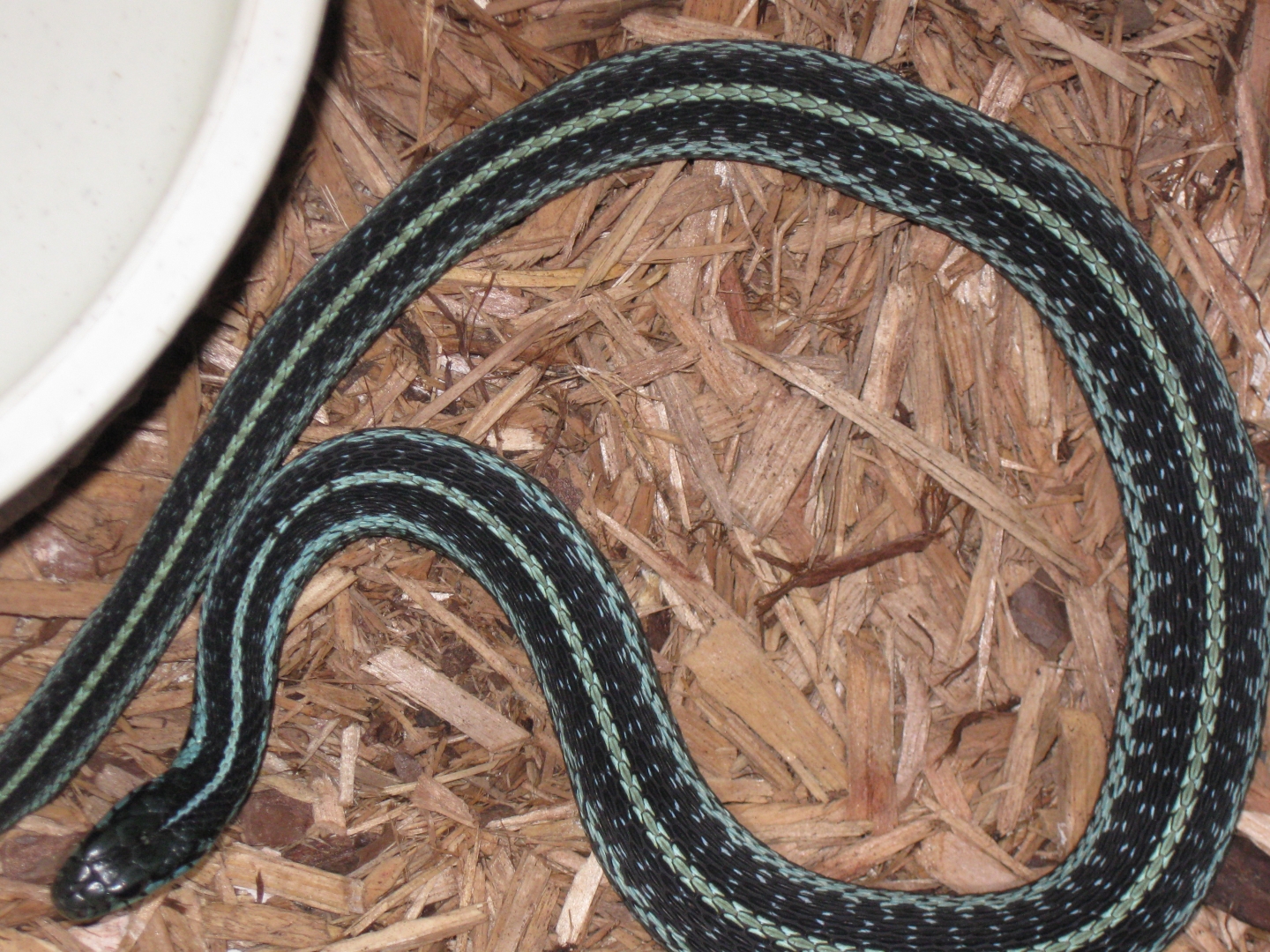 WC MALE SIMILIS