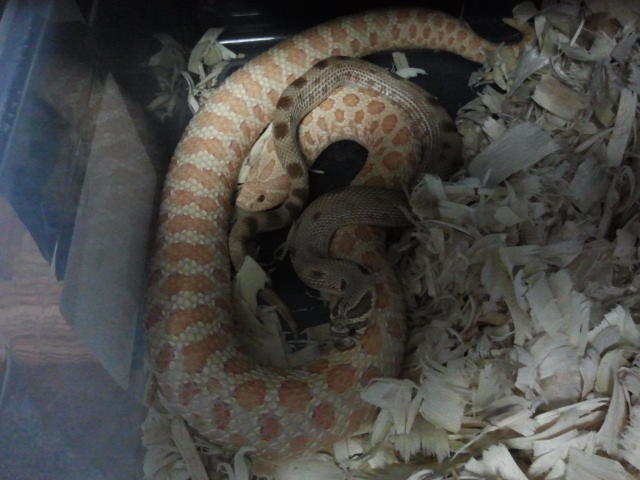 We Have Just Recently Bred This Two Beauties