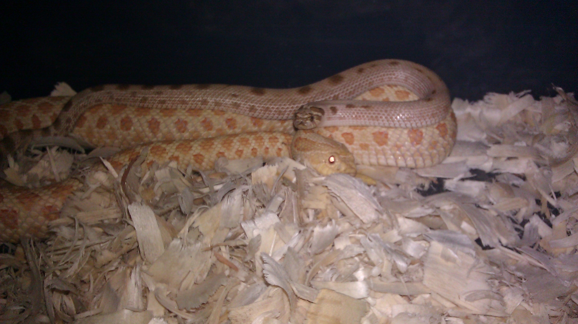 We Have Just Recently Bred This Two Beauties