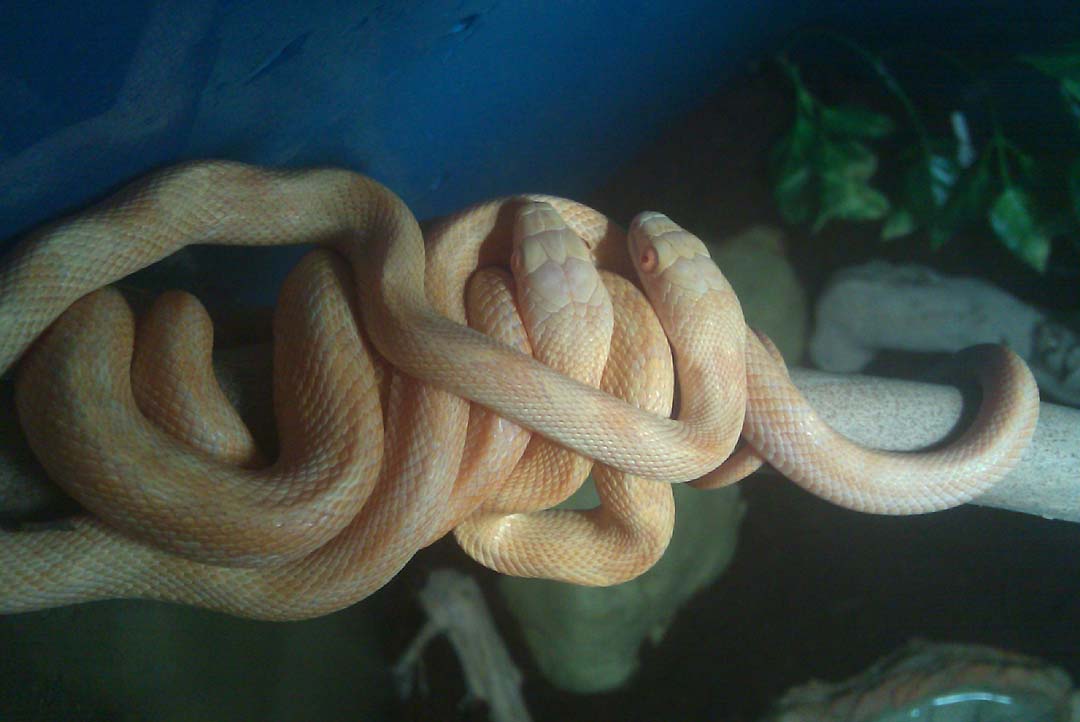 web_rat_pix