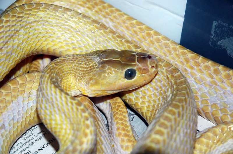 Weird Boiga of some type