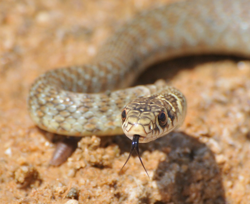 Western Whip snake (Hierophis viridiflavus) Immature