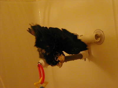 white cap pionus