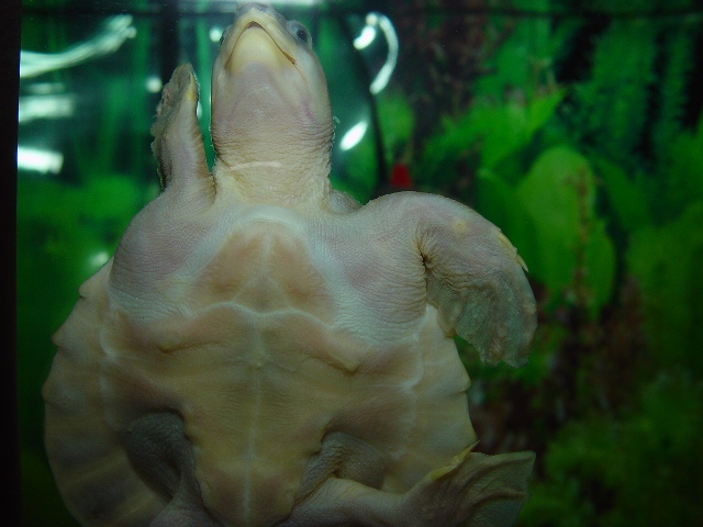 White Fly River Turtle! #2