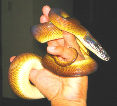 White Lipped Python