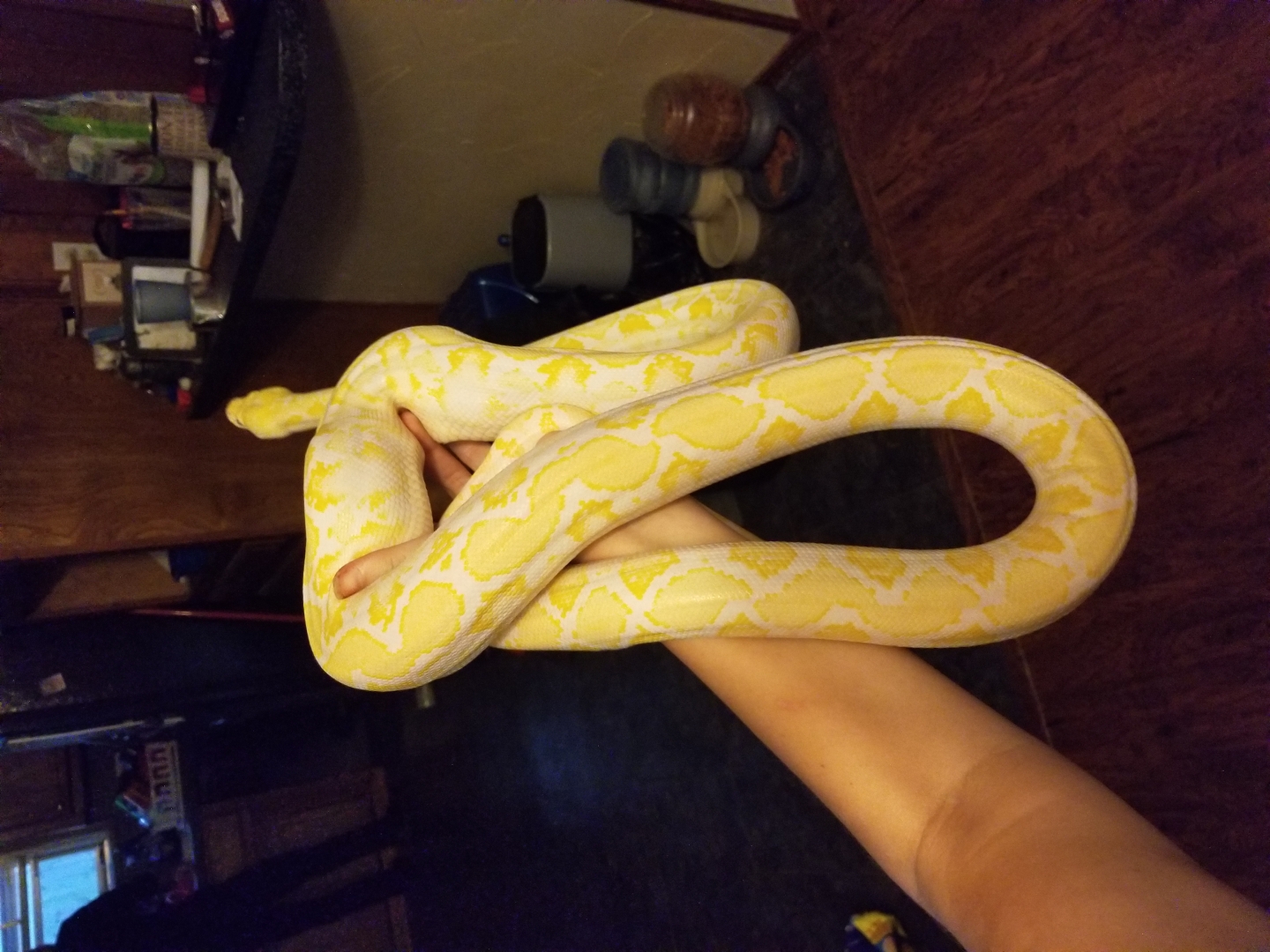 White Phase Retic