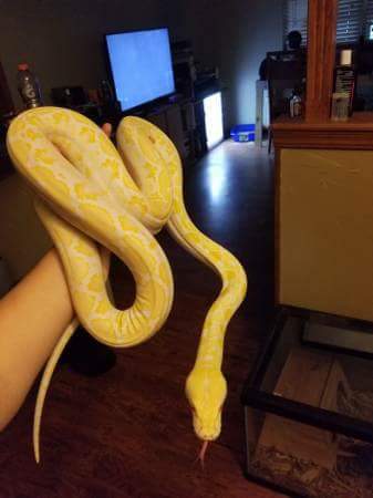 White Phase Retic