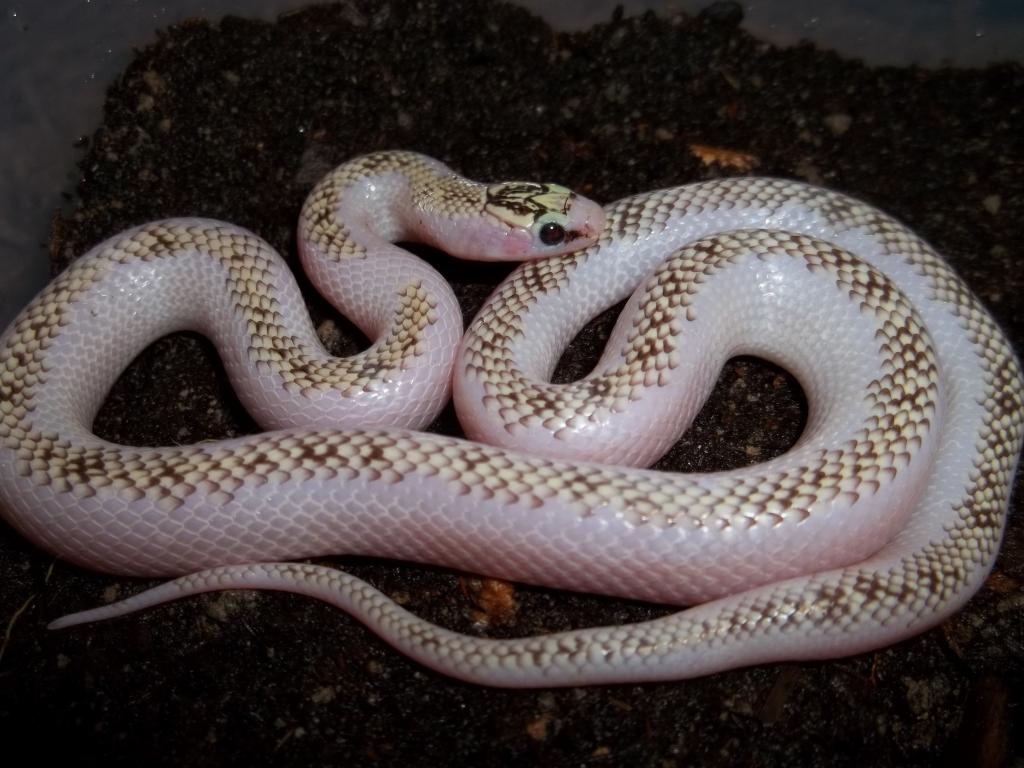 White-Wall Speckled Kingsnake