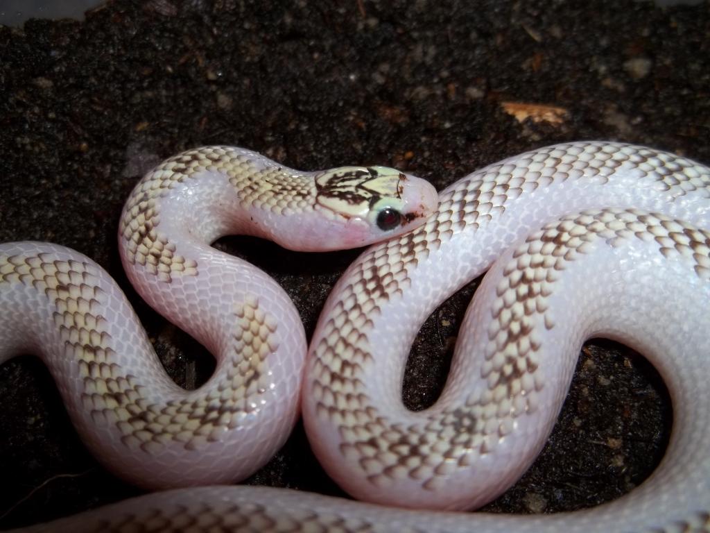 White-Wall Speckled Kingsnake