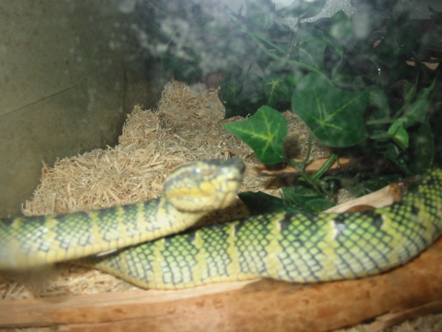 wiggles