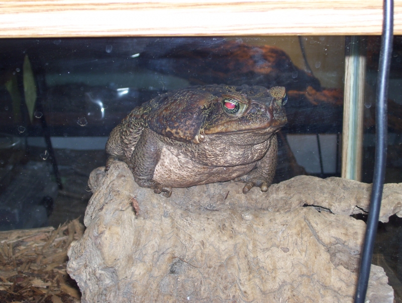 wilbur, new as pet