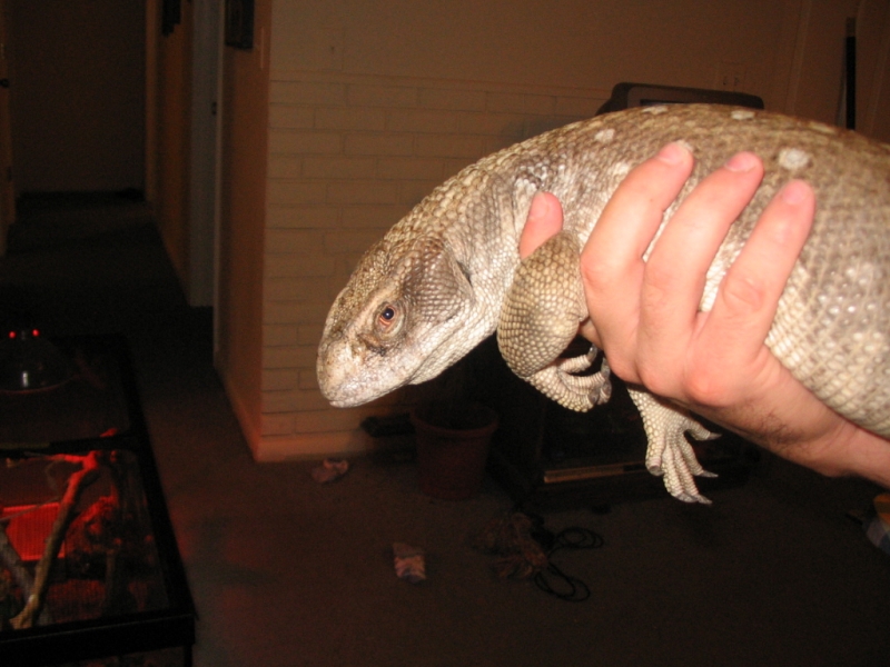 Wilbur