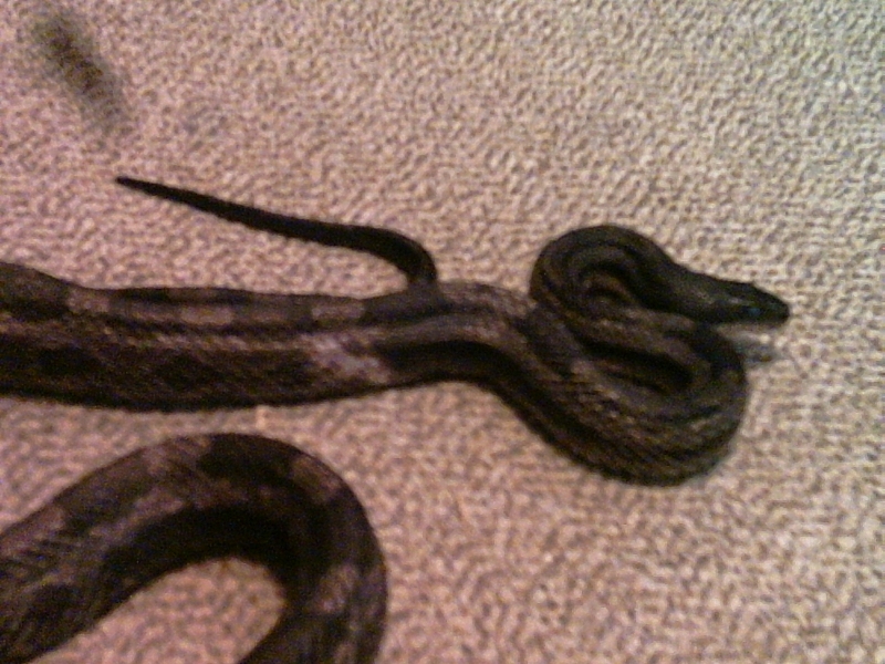 wild caught piebald ratsnake