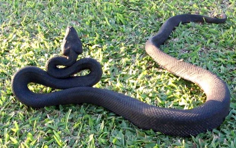 Wild Fiji black boa in cobra stance
