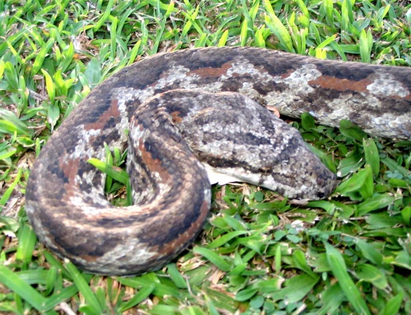 Wild Fiji Boa grey morph