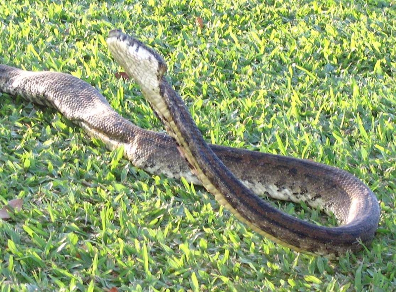 Wild Fiji grey boa in cobra stance
