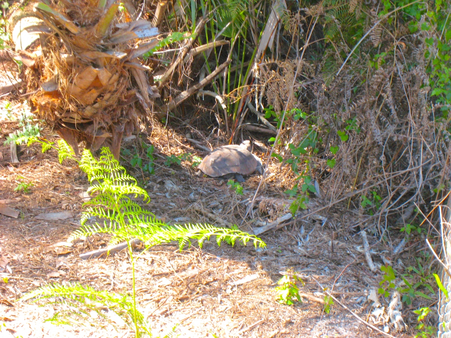 WILD GOPHER TORTOISE
