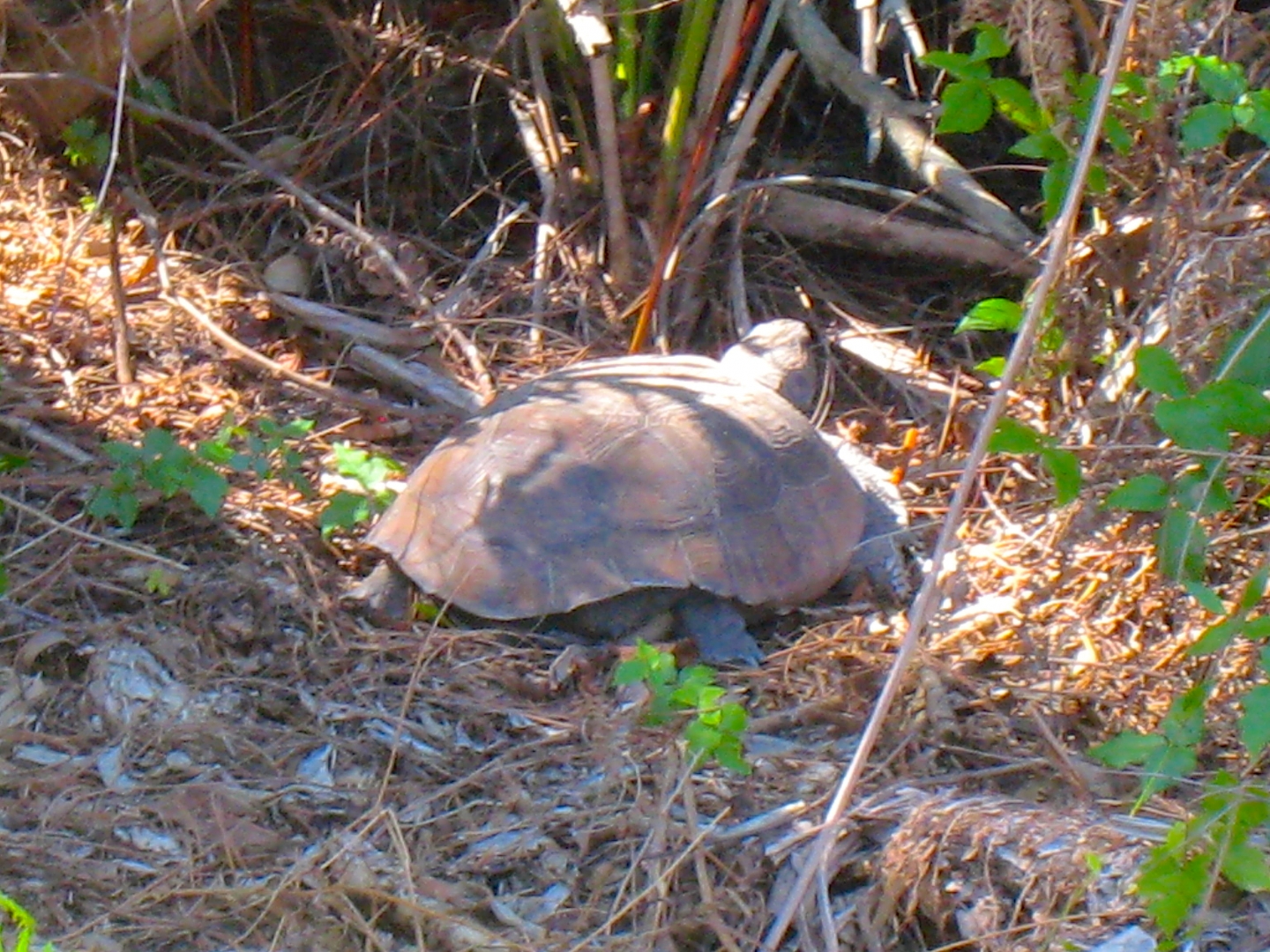 WILD GOPHER TORTOISE