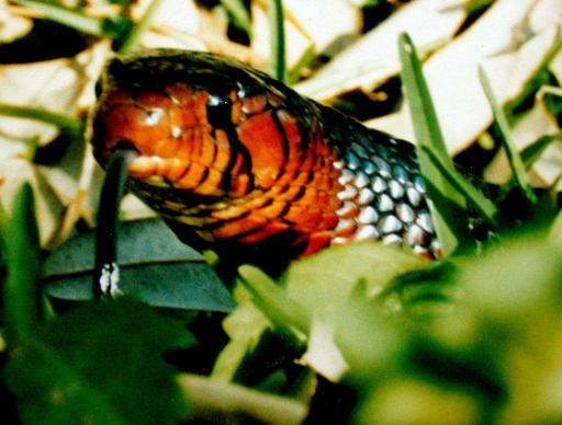Wild Indigo