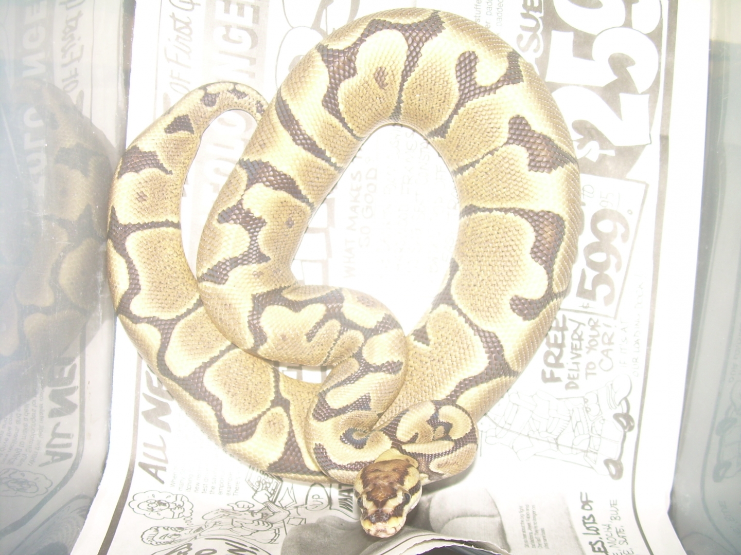 woma