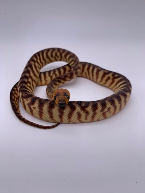Woma_1F