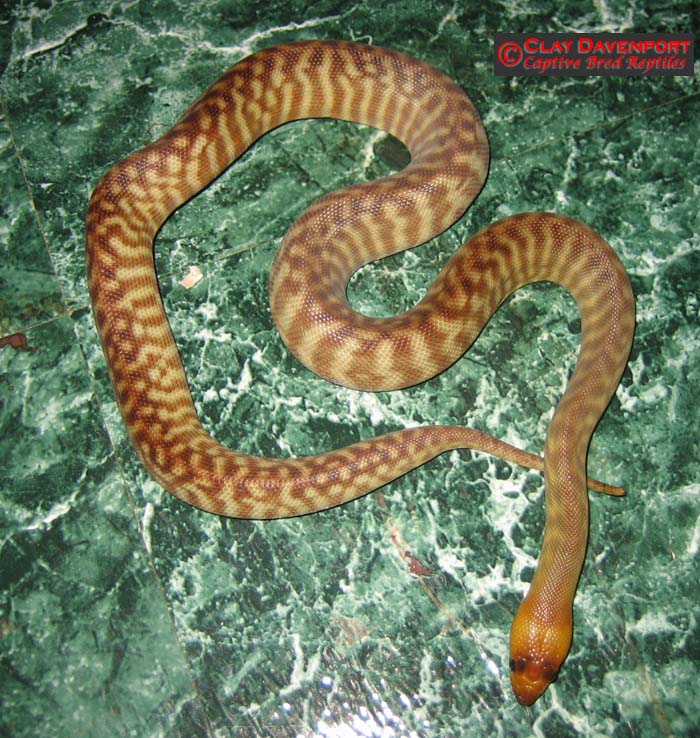 woma_female