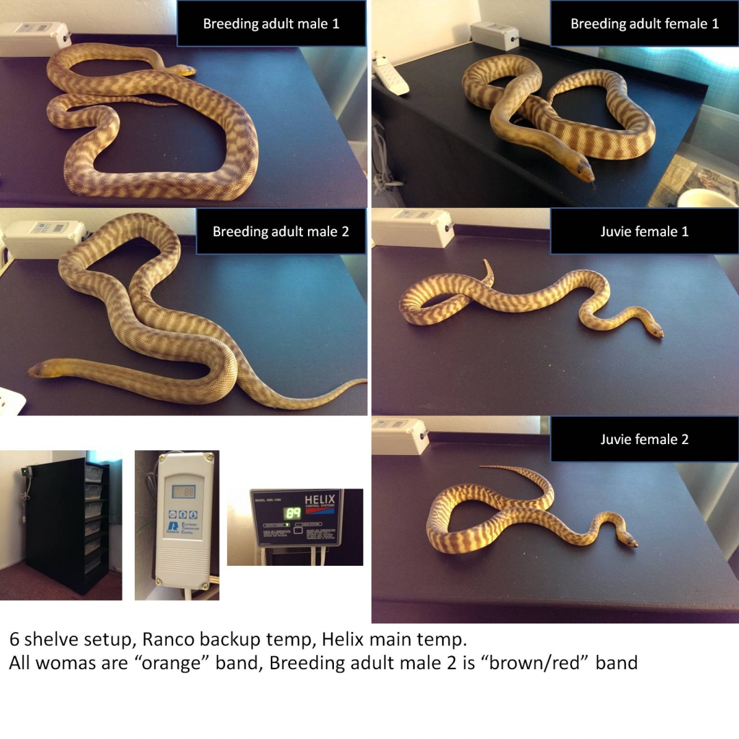 woma_pictures