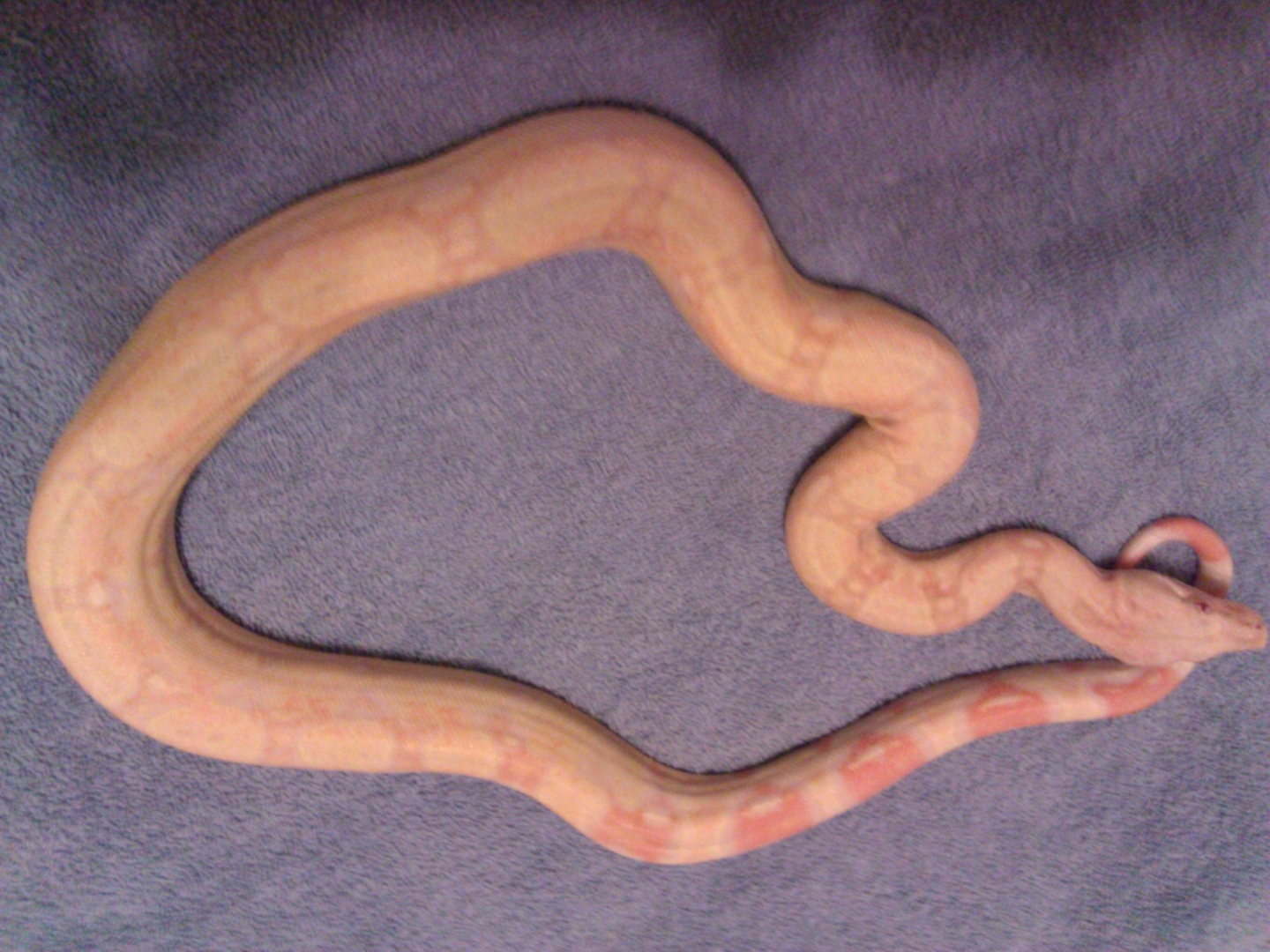 WP_000039